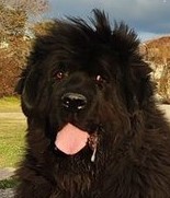 Baloo